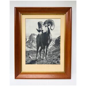 Vintage Bighorn Ram Wildlife Photograph Framed Black & White Mountain Photo